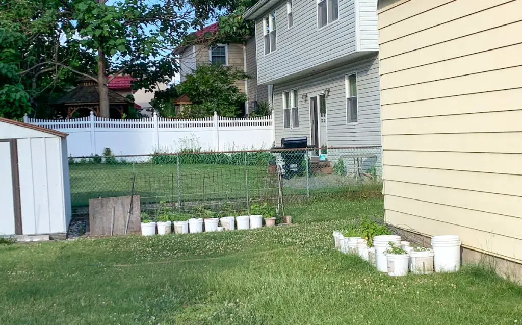 5 gallon bucket garden