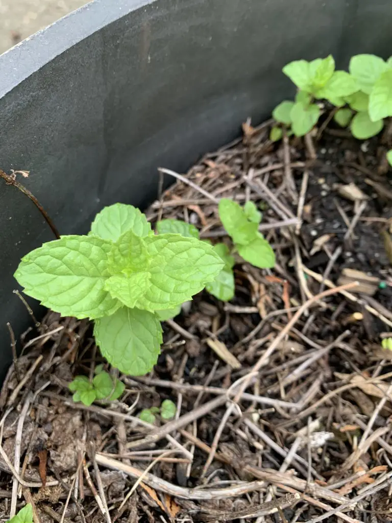 Low maintenance gardens for the elderly