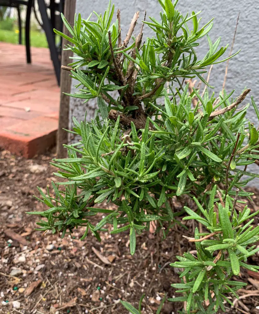 low maintenance garden