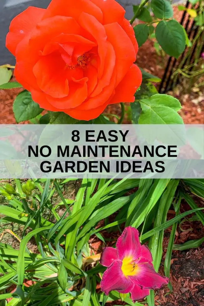 no maintenance garden plants